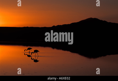 Salar de Atacama Atacama Desert Chile Flamingoes silhouetted at sunset Chaxa Lake Reserva Nacional de Flamencos Stock Photo