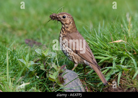 Song thrush Turdus philomelos standing looking alert with beak full of nesting material Potton Bedfordshire Stock Photo