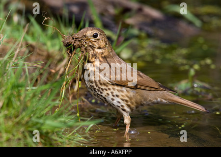 Song thrush Turdus philomelos standing in pond collecting mud for nest building Potton Bedfordshire Stock Photo