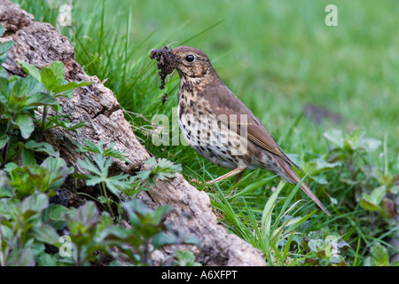 Song thrush Turdus philomelos standing on log with beak full of mud for nest building looking alert with nice defuse background Stock Photo