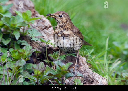 Song thrush Turdus philomelos standing on log looking alert with nice defuse background Potton Bedfordshire Stock Photo