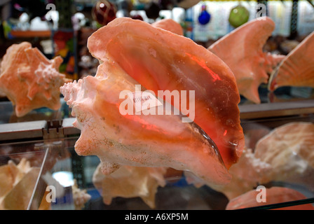 Conch on display at the Worlds largest Shell Factory a popular tourist ...