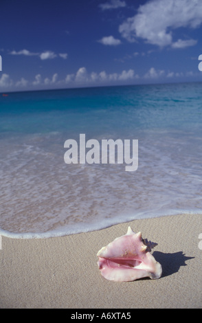 Greanda Sea Shell Shell on beach, Grand Anse Bay, Grenada, Caribbean Stock Photo - Alamy