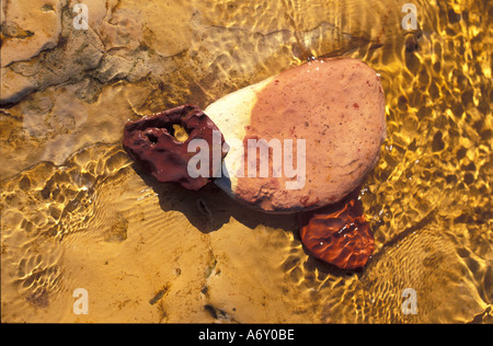 Rock pool with reflecting sunlit water ripples sea sand and stone shapes make magical patterns on a beach in Australia Stock Photo