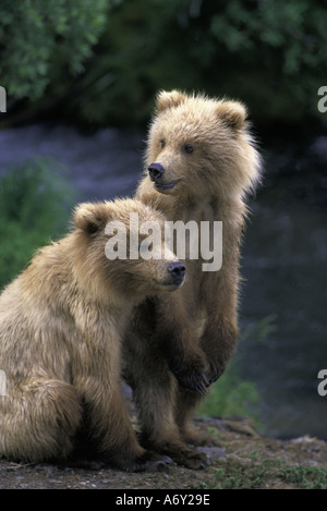 Alaskan brown bear cubs playing Stock Photo - Alamy