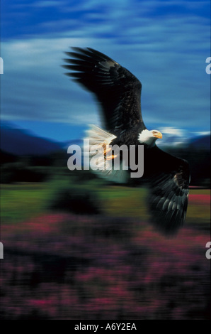 Bald Eagle in Flight over Fireweed Alaska Composite Blurred Stock Photo