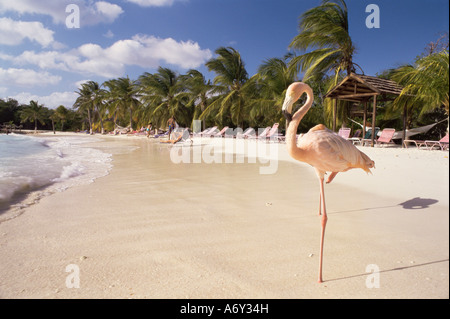 Flamingo Sonesta Island Aruba West Indies Dutch Caribbean Central America Stock Photo