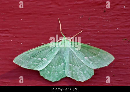 Large green moth: Emerald Geometra Papilionaria at rest on a red wall with wings open showing markings Smaland region. Sweden, Europe. Stock Photo