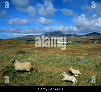 SCOTTISH ISLAND ISLAY Sheeps Stock Photo - Alamy