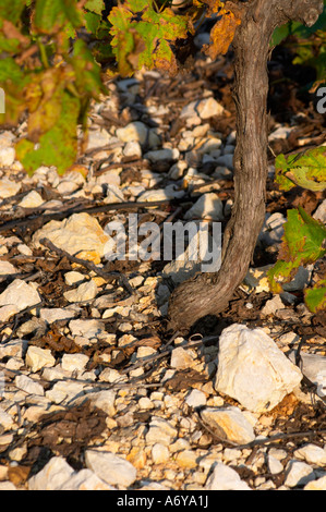 Chateau Mire l'Etang. La Clape. Languedoc. Old, gnarled and twisting vine. Terroir soil. France. Europe. Soil with stones rocks. Stock Photo