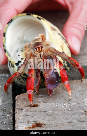 Hermit crab in shell being held on wooden boards Stock Photo