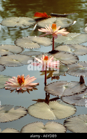 Pink Waterlilies, Nymphaeaceae Stock Photo