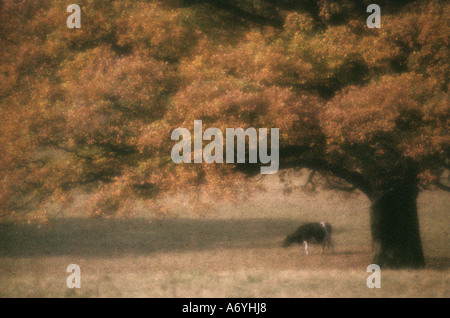 Cow grazing under tree in Autumn colours. Soft focus and grainy. Stock Photo