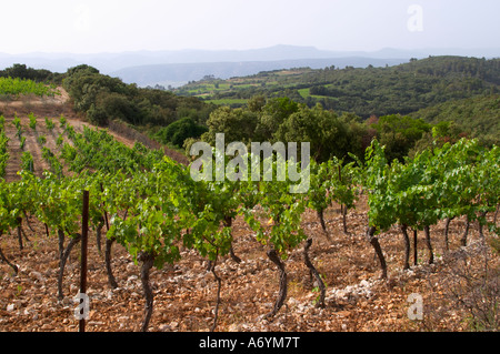 View over the plain from the top of the vineyard hill. Domaine du Mas de Daumas Gassac. in Aniane. Languedoc. Muscat grape vine Stock Photo