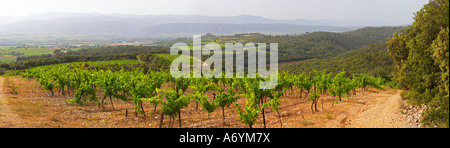 View over the plain from the top of the vineyard hill. Domaine du Mas de Daumas Gassac. in Aniane. Languedoc. Muscat grape vine Stock Photo