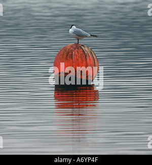 Black Headed Gull (larus ridibundus) resting on an orange buoy. Stock Photo