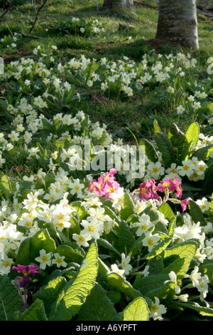 there's one in every crowd! Naturalised Primula vulgaris the common ...
