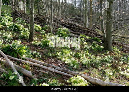 Naturalised Primula vulgaris the common primrose on a trunk road ...