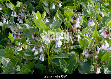 Symphitum ibiricum blue form April 6 Stock Photo