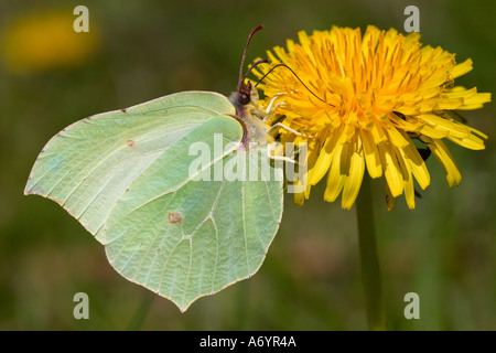 Female brimstone butterfly on dandelion Stock Photo