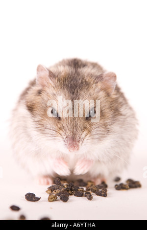 Hamster with food Stock Photo