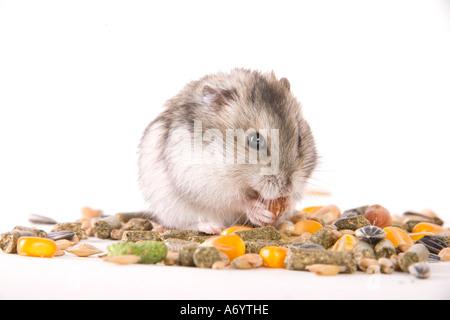 Hamster with food Stock Photo