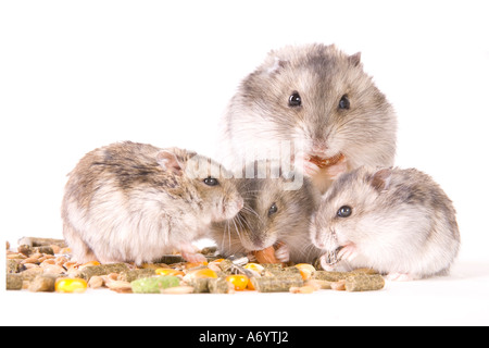 Hamster with food Stock Photo