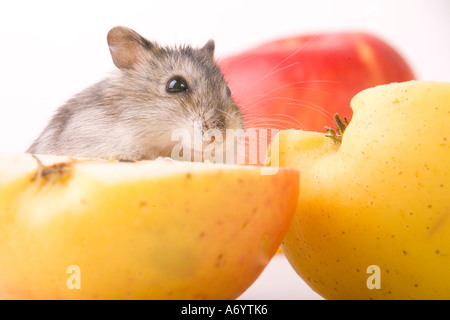 Hamster eat apple Stock Photo Alamy