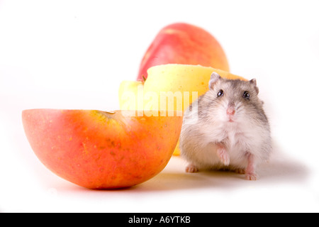 Hamster eat apple Stock Photo Alamy