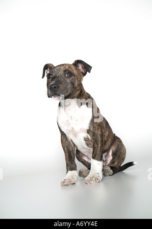 staffordshire bull terrier dog Stock Photo