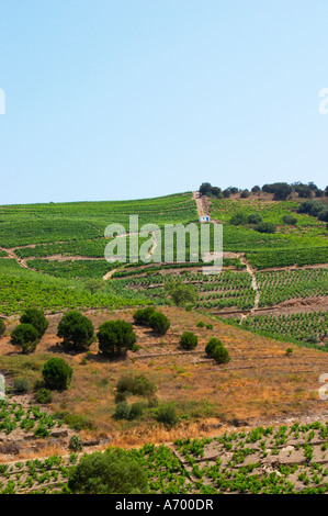 Banyuls-sur-Mer. Roussillon. Vineyards in early summer sunshine with vines in gobelet style. France. Europe. Vineyard. Stock Photo