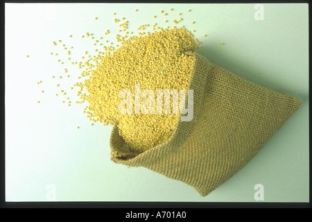 food cereals millet panicle panicle millet panicum milliaceum Stock Photo