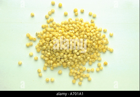 food cereals millet panicle panicle millet panicum milliaceum Stock Photo