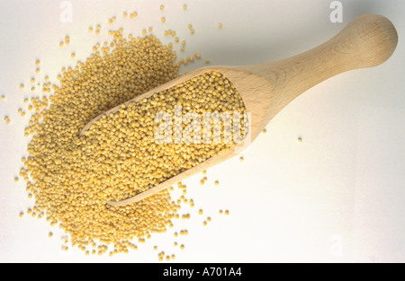 food cereals millet panicle panicle millet panicum milliaceum Stock Photo