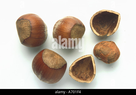 food fruit fruits nut nuts hazelnut hazelnuts haselnuss haselnuesse Stock Photo