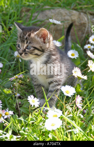 Cute Kitten in the Garden Stock Photo