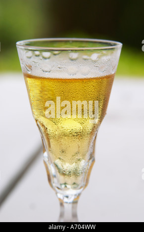 Swedish traditional aquavit schnapps glass in pointed form filled to the brim with spiced vodka, brannvin. Frosty ice cold drop Stock Photo