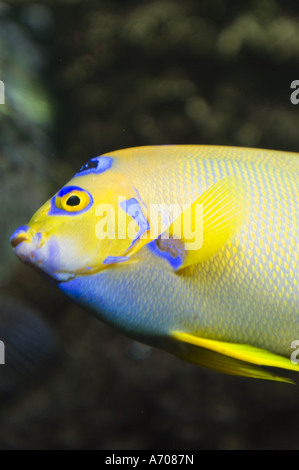 Queen angelfish (Holacanthus ciliaris) swimming over coral reef ...