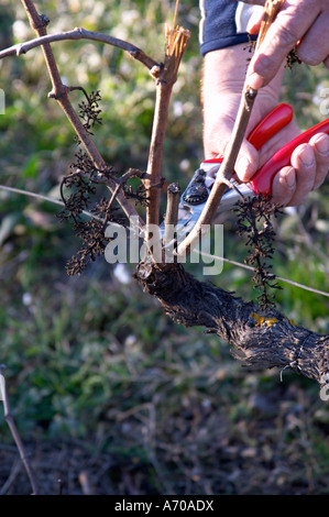 François Lafon Domaine de l'Aigle. Limoux. Languedoc. Vines trained in Cordon royat pruning. Man pruning vines. France. Europe. Stock Photo