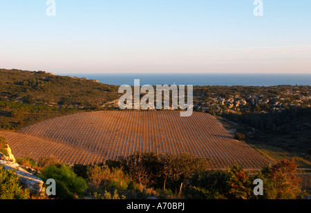 Domaine Gerard Bertrand, Chateau l'Hospitalet. La Clape. Languedoc. The vineyard. France. Europe. Stock Photo