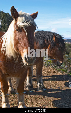 Domaine Fontedicto, Caux. Pezenas region. Languedoc. Horse for manually working the vineyard soil. France. Europe. Stock Photo