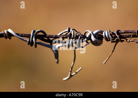 Twigs on a wire. Domaine Fontedicto, Caux. Pezenas region. Languedoc. France. Europe. Stock Photo