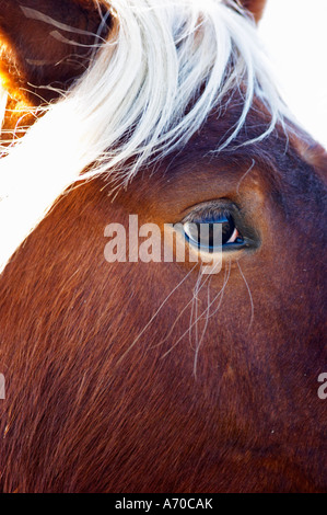 Domaine Fontedicto, Caux. Pezenas region. Languedoc. Horse to work in the vineyard instead of tractor. France. Europe. Stock Photo