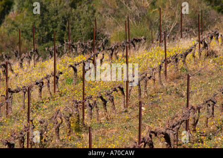 Domaine Fontedicto, Caux. Pezenas region. Languedoc. France. Europe. Vineyard. Stock Photo