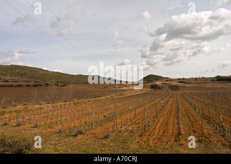 Domaine de Canet-Valette Cessenon-sur-Orb St Chinian. Languedoc. The vineyard. France. Europe. Stock Photo