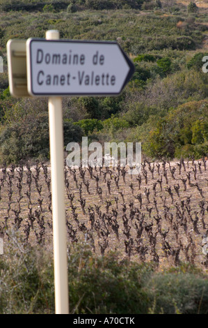 Domaine de Canet-Valette Cessenon-sur-Orb St Chinian. Languedoc. France. Europe. Vineyard. Stock Photo