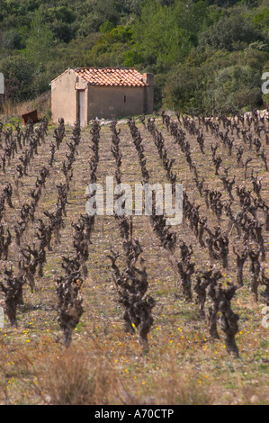 Domaine de Canet-Valette Cessenon-sur-Orb St Chinian. Languedoc. A tool shed hut in the vineyard. France. Europe. Stock Photo