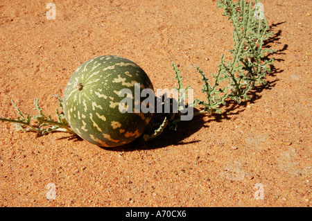 Colocynth Bitter apple Wild gourd Gall Citrullus colocynthis desert region North Africa Stock Photo