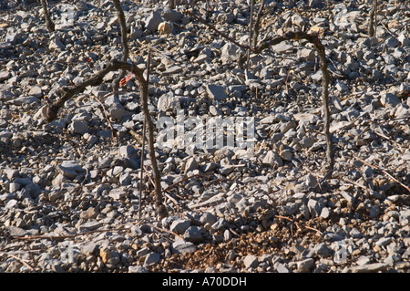 Domaine de Mas de Martin, St Bauzille de Montmel. Gres de Montpellier. Languedoc. Vines trained in Cordon royat pruning. Young vines. Terroir soil. In the vineyard. France. Europe. Soil with stones rocks. Calcareous limestone. Stock Photo