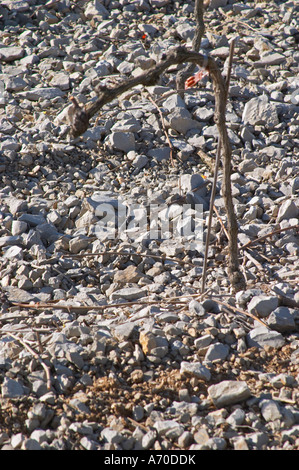 Domaine de Mas de Martin, St Bauzille de Montmel. Gres de Montpellier. Languedoc. Vines trained in Cordon royat pruning. Young vines. Terroir soil. In the vineyard. France. Europe. Soil with stones rocks. Calcareous limestone. Stock Photo